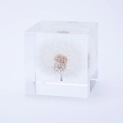 Usagi no Nedoko Japanese Dandelion Solar Cubes