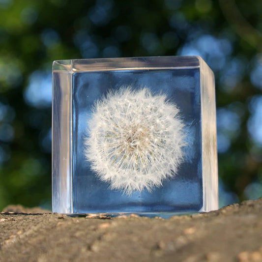 Usagi no Nedoko Japanese Dandelion Solar Cubes